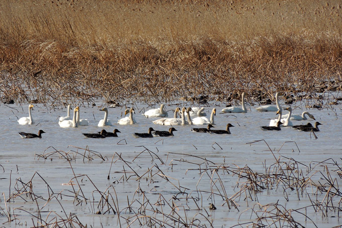 Whooper Swan