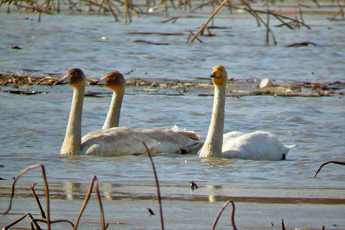 Whooper Swan