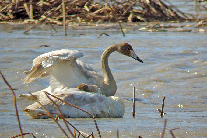 Whooper Swan