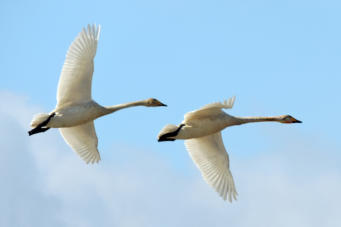 Whooper Swan