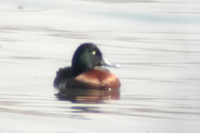 Baer's Pochard