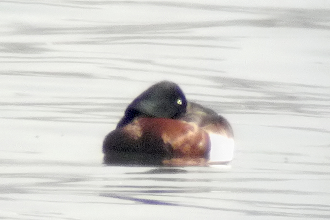 Baer's Pochard