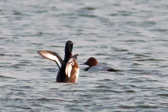 Baer's Pochard