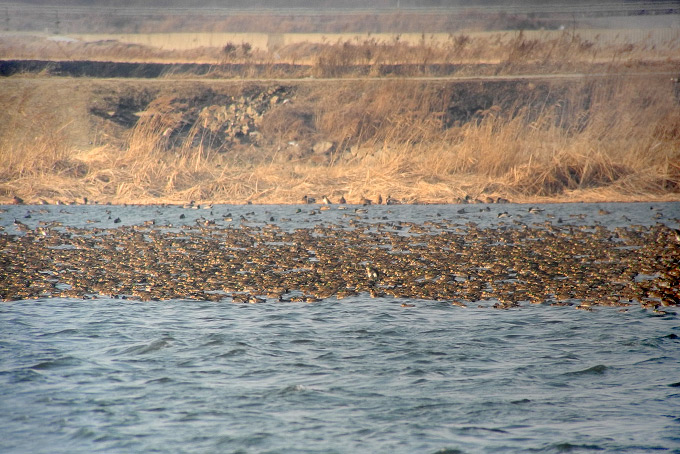 Baikal Teal