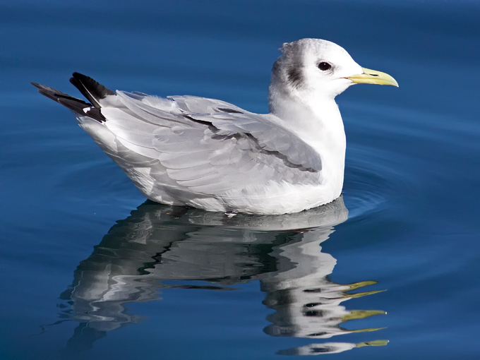 Black-legged Kittiwake