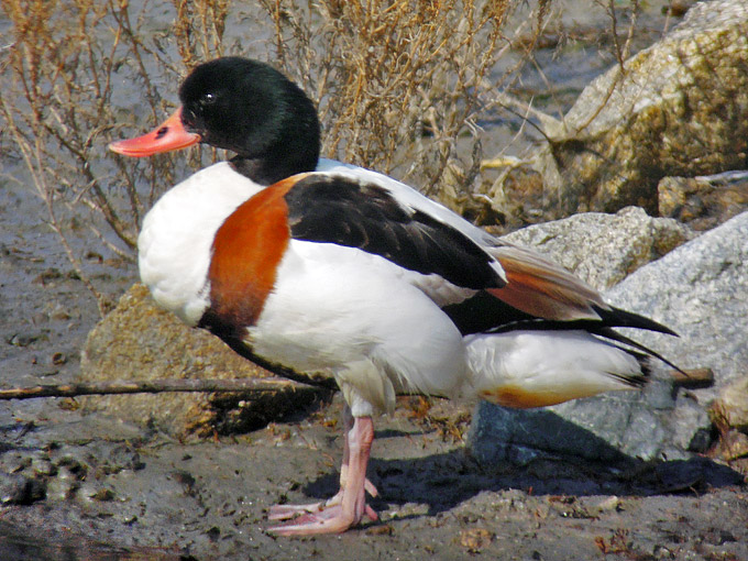 Common Shelduck