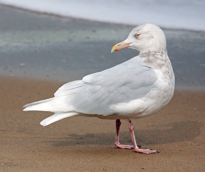 Glaucous Gull