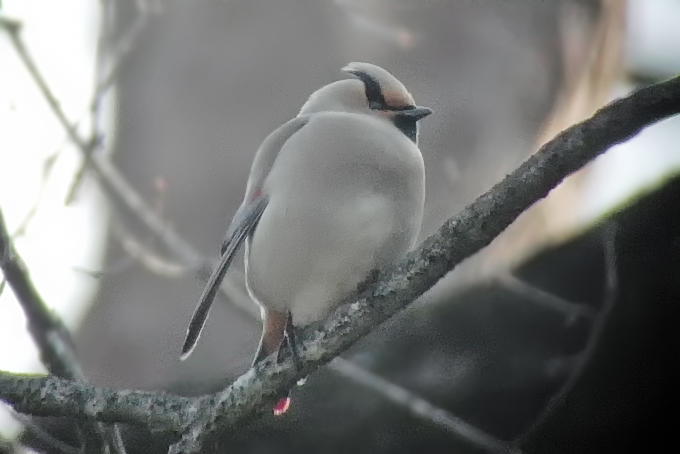 Japanese Waxwing