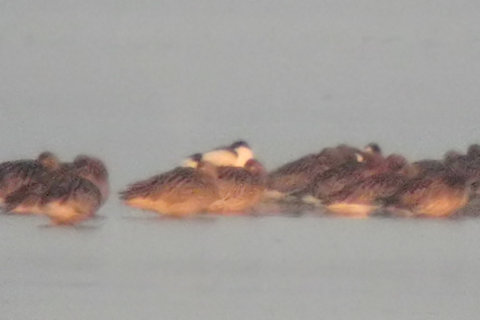 Pied Avocet