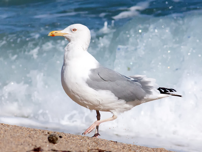 Presumed Caspian Gull