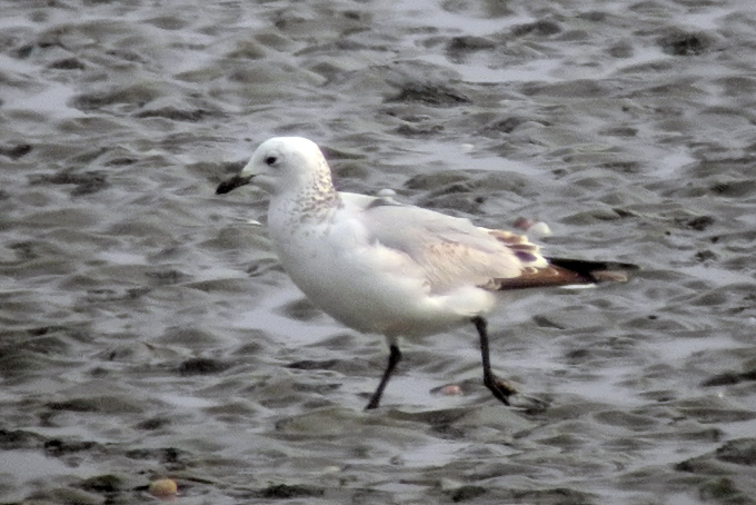 Relict Gull