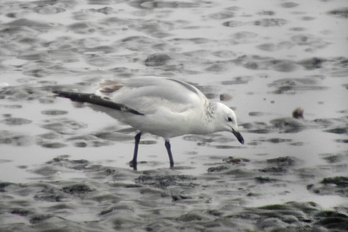 Relict Gull