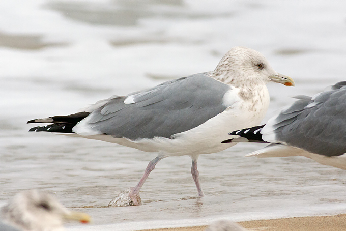 Untypical Vega Gull