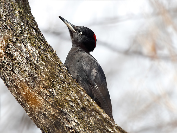 Black Woodpecker