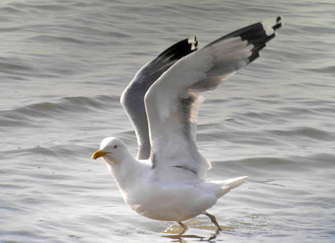 Caspian Gull