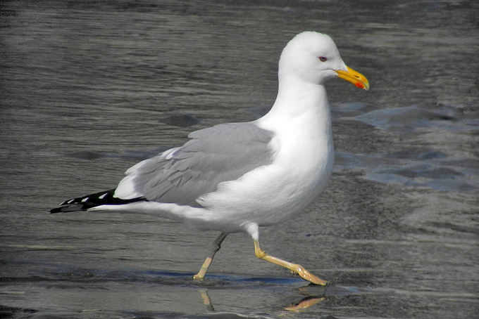 Caspian Gull