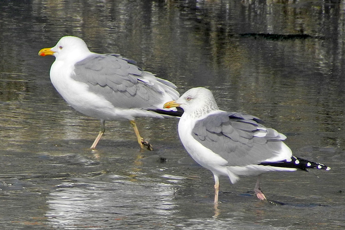 Caspian Gull