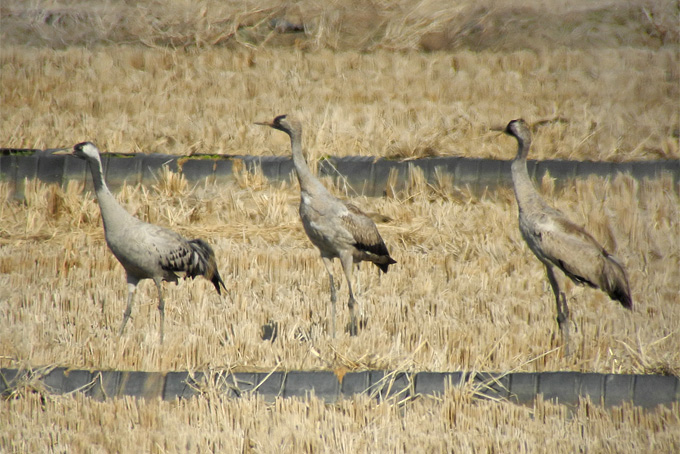 Common Crane