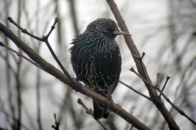 Common Starling
