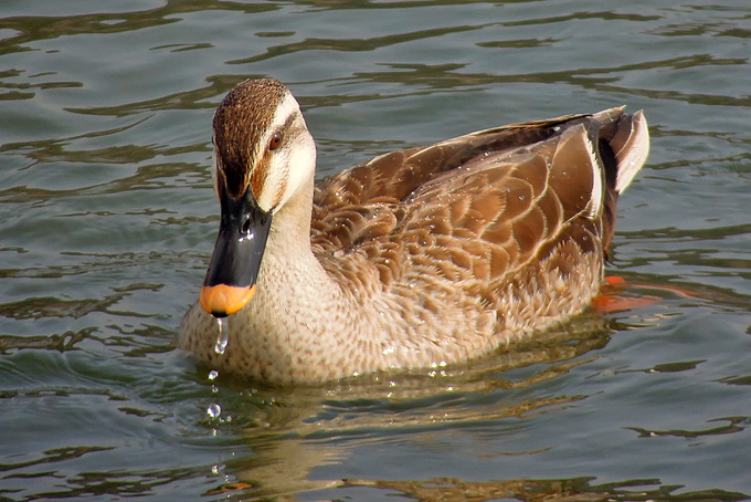 Eastern Spot-billed Duck
