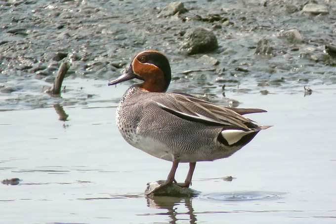 Eurasian Teal