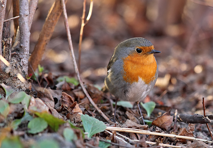 European Robin