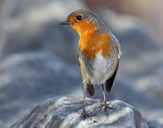 European Robin