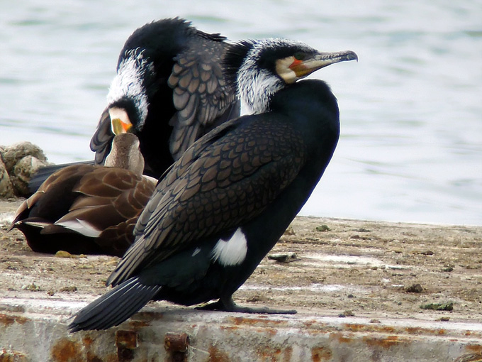 Great Cormorant