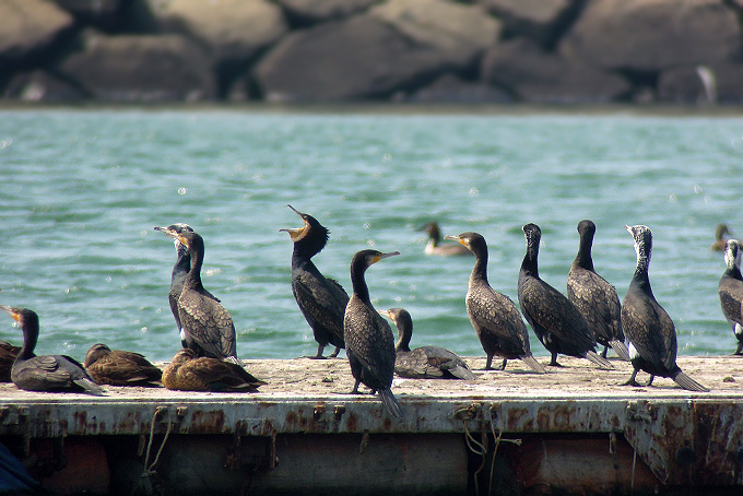 Great Cormorant