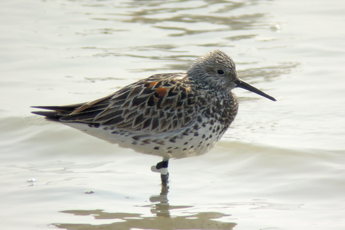 Great Knot