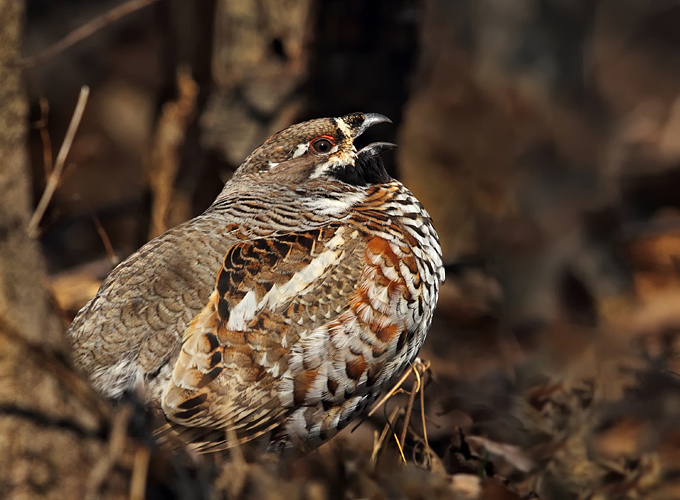 Hazel Grouse