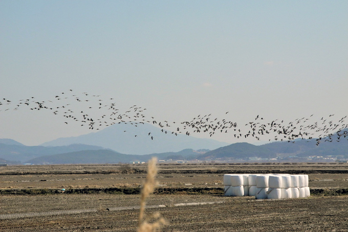 Hooded Crane