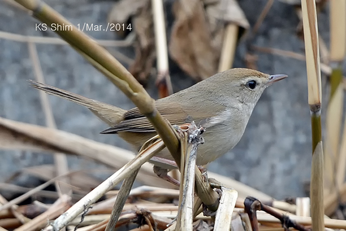 Korean Bush Warbler