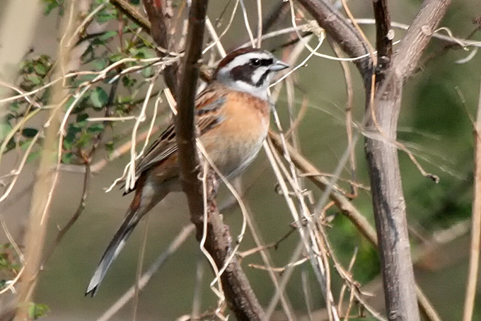 Meadow Bunting