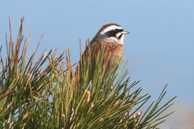 Meadow Bunting