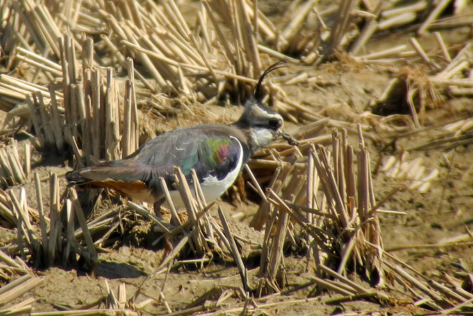 Northern Lapwing