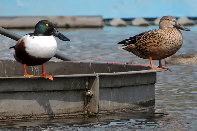 Northern Shoveler