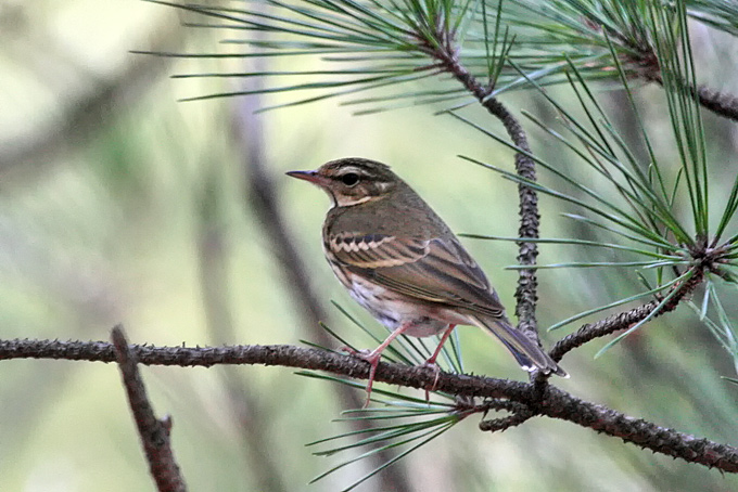Olive-backed Pipit