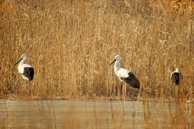 Oriental Stork