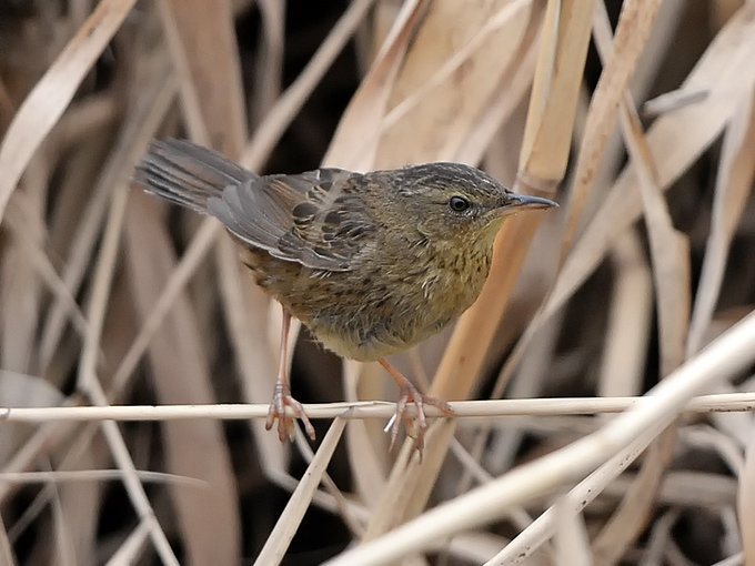 Pallas's Grasshopper Warbler