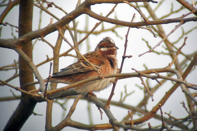 Pine Bunting