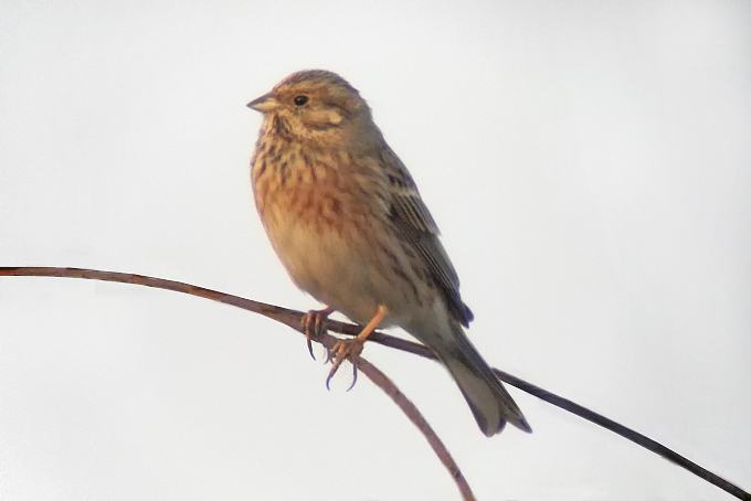 Pine Bunting