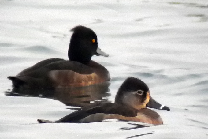 Ring-necked Duck