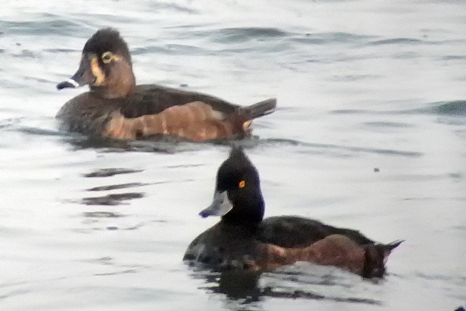Ring-necked Duck