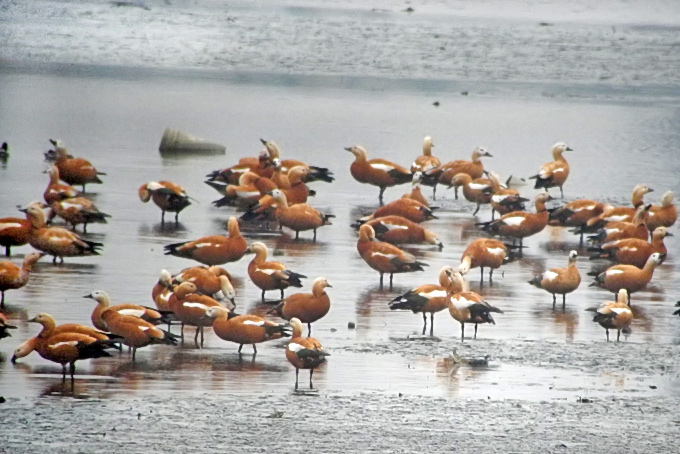 Ruddy Shelduck