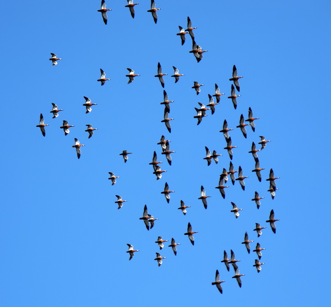 Ruddy Shelduck