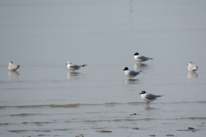 Saunders's Gull