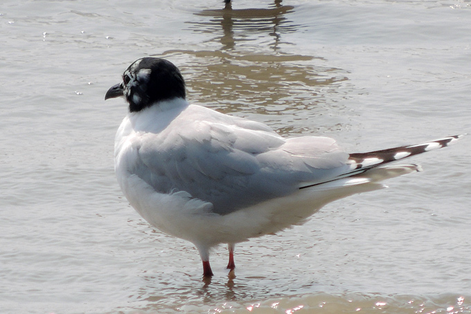 Saunders's Gull