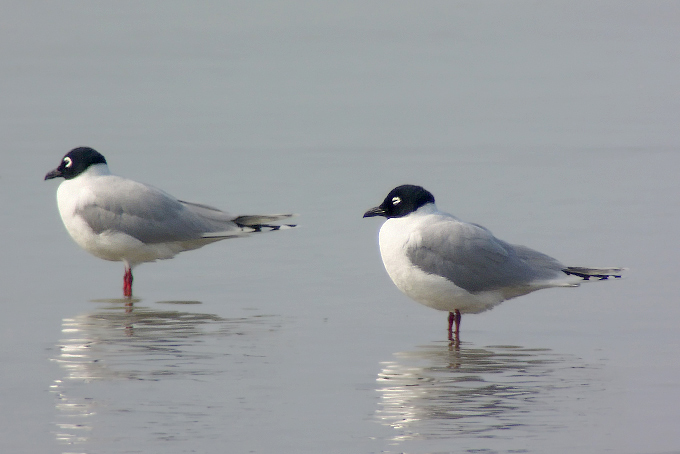Saunders's Gull