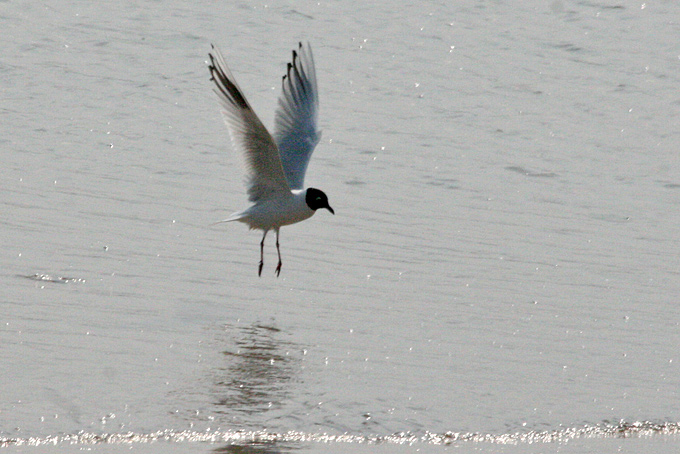 Saunders's Gull